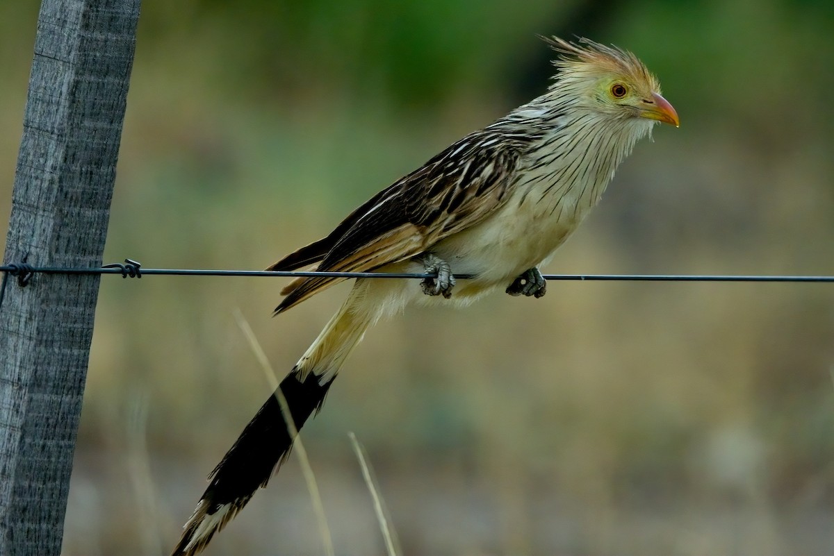 Guira Cuckoo - ML615141330