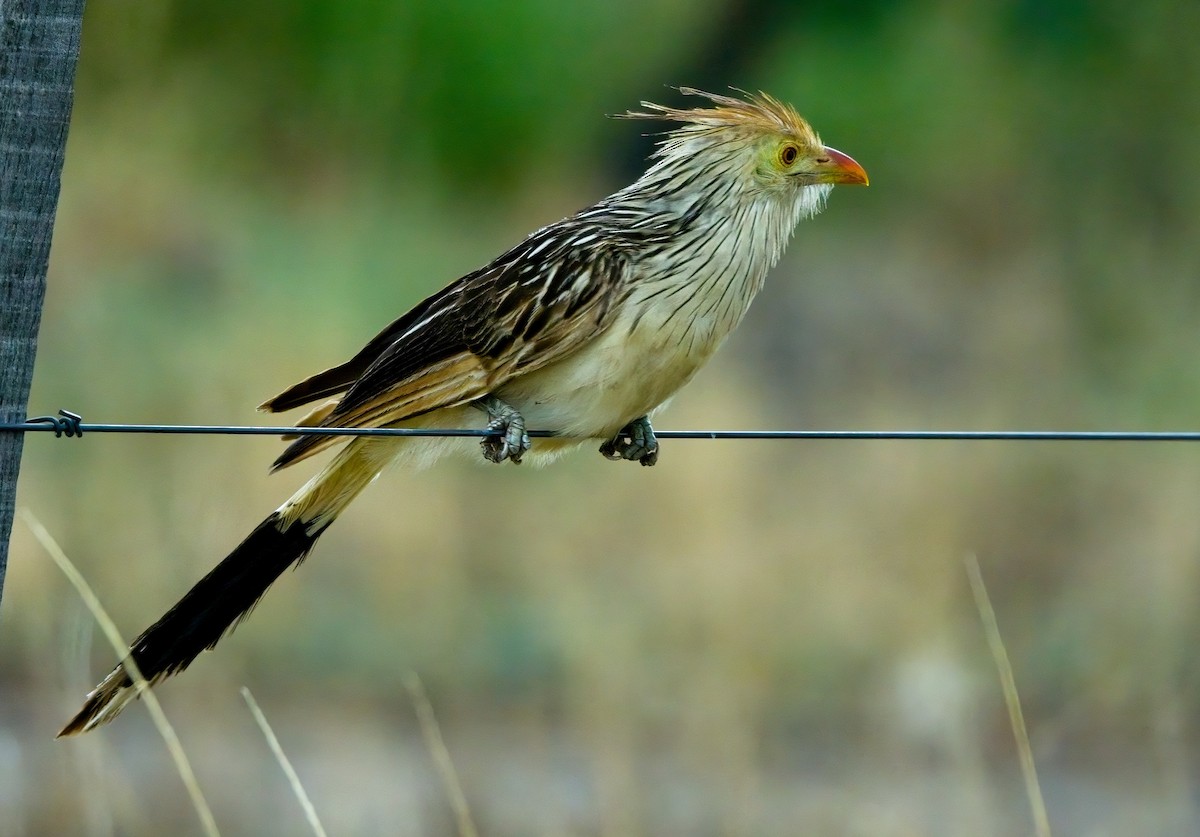 Guira Cuckoo - ML615141331