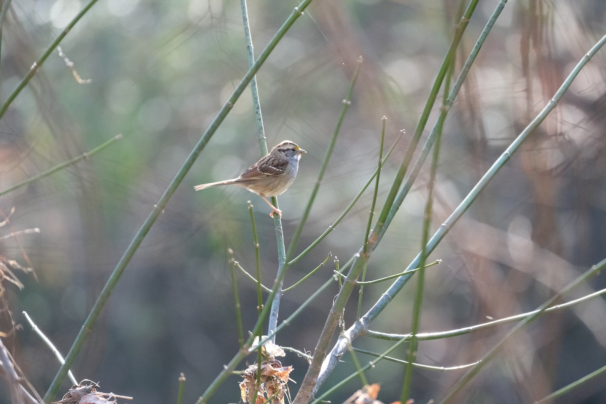 White-throated Sparrow - ML615141338