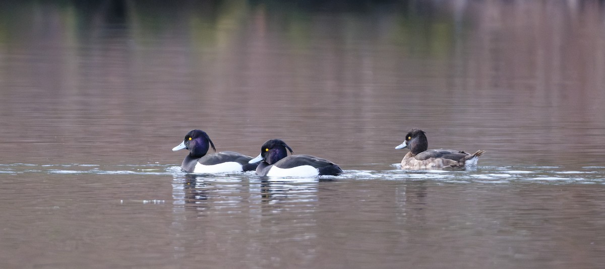 Tufted Duck - ML615141351