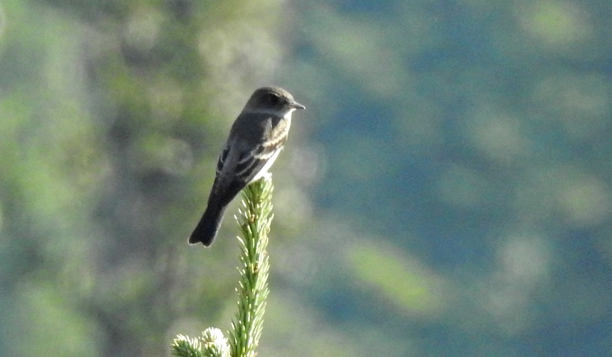 Western Wood-Pewee - ML615141383