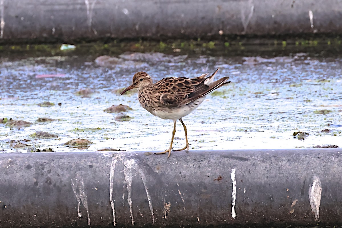 Pectoral Sandpiper - ML615141390