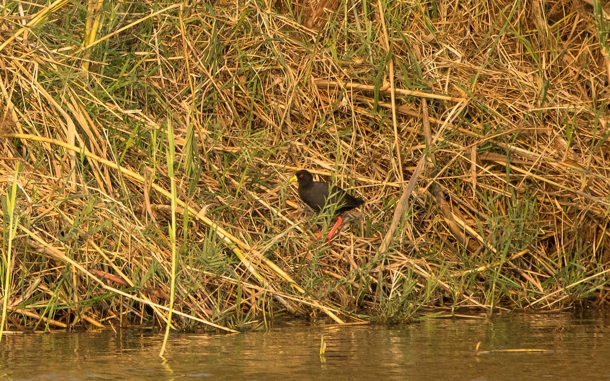 Polluela Negra Africana - ML615141417