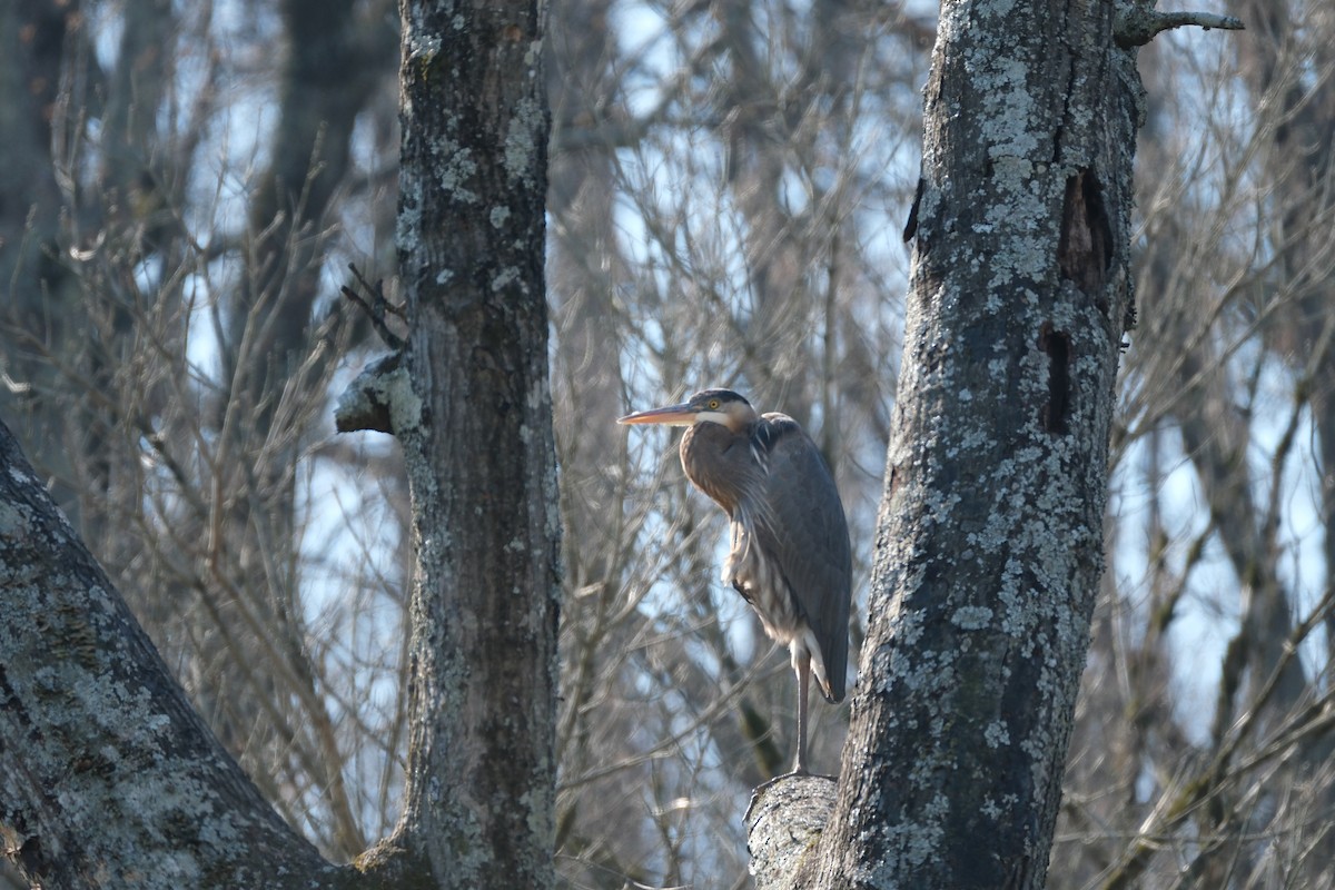 Great Blue Heron - ML615141423