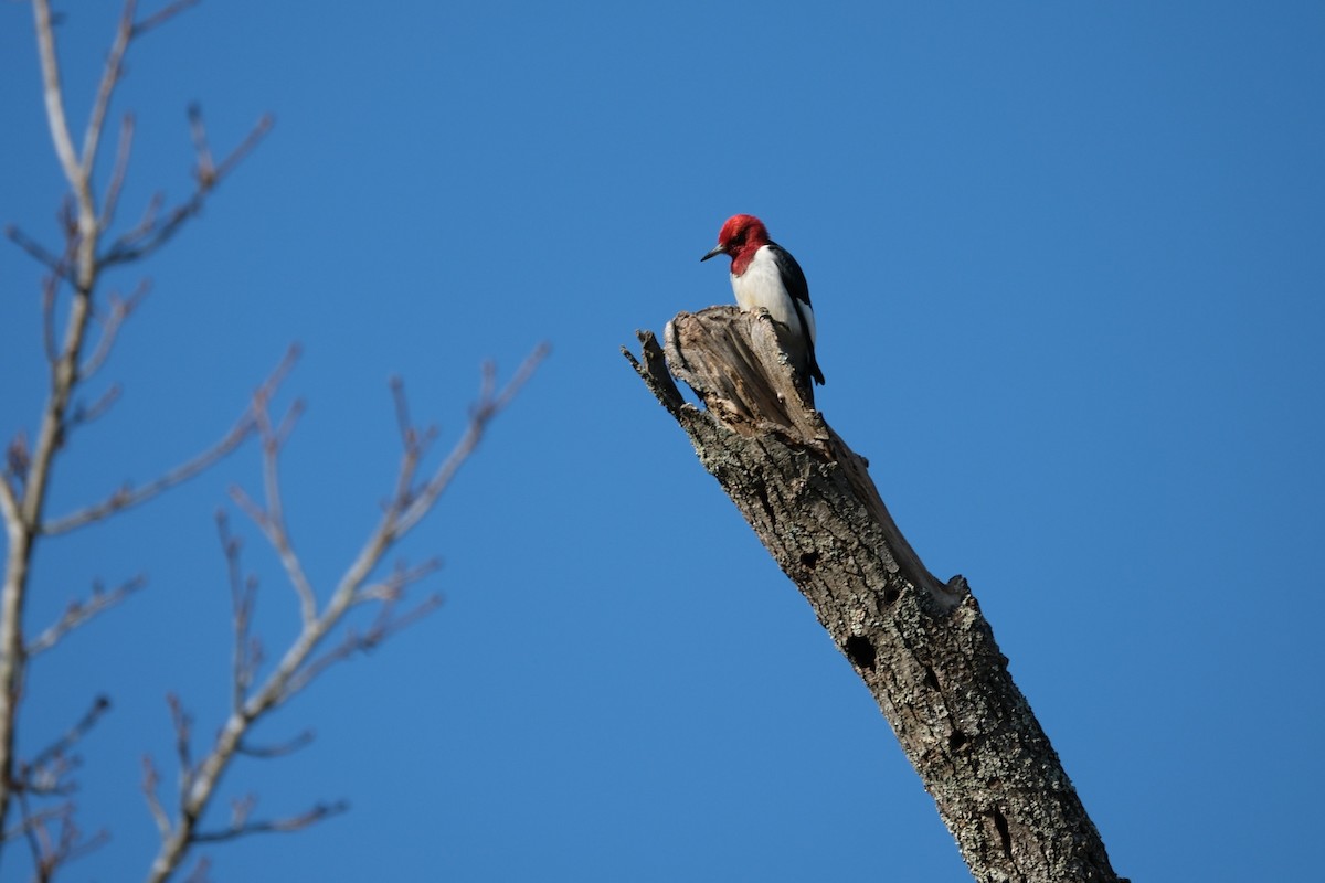 Pic à tête rouge - ML615141469