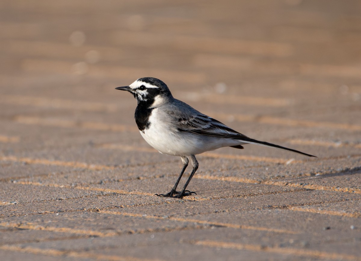 White Wagtail (Moroccan) - Robert Perez