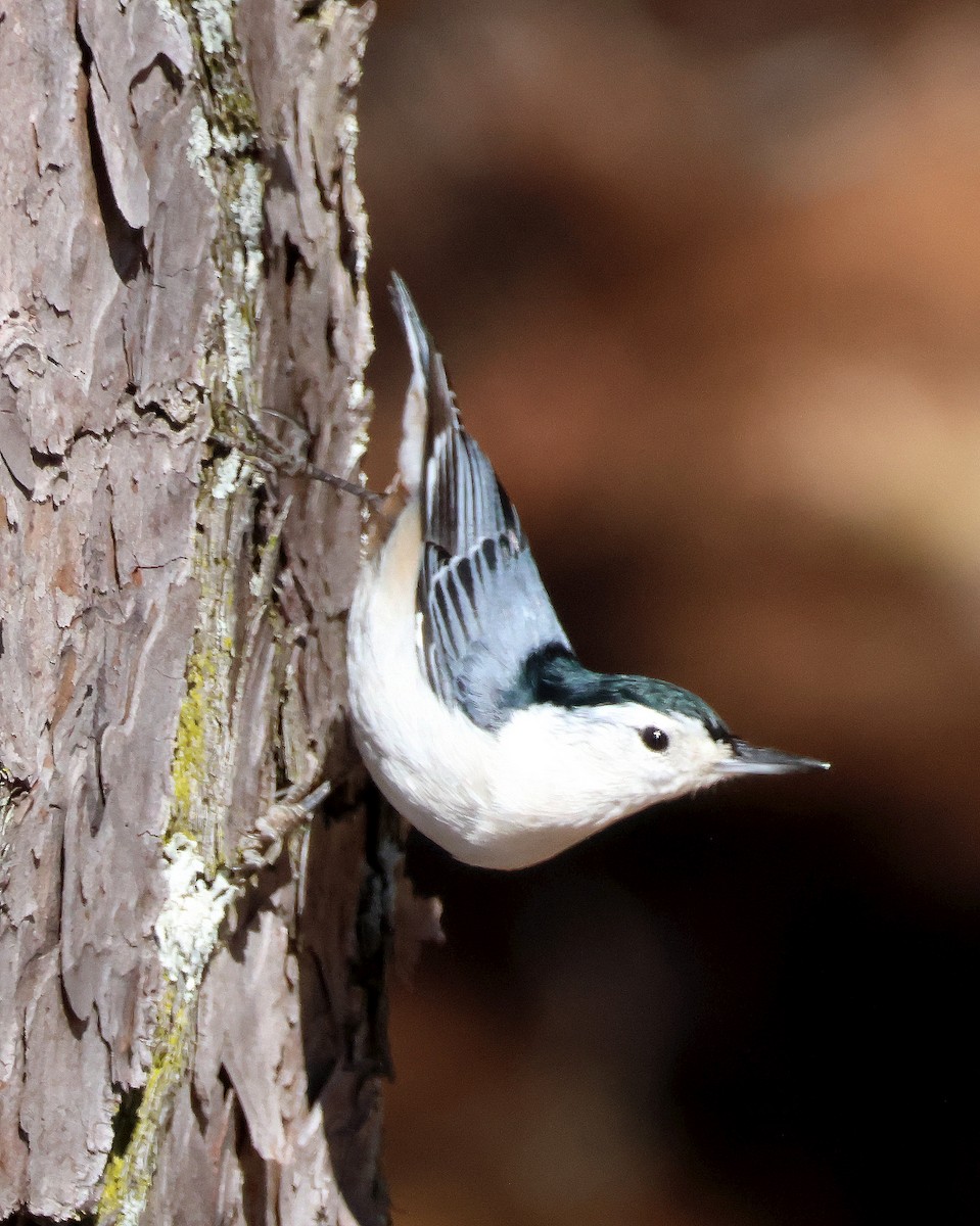 White-breasted Nuthatch - ML615141476