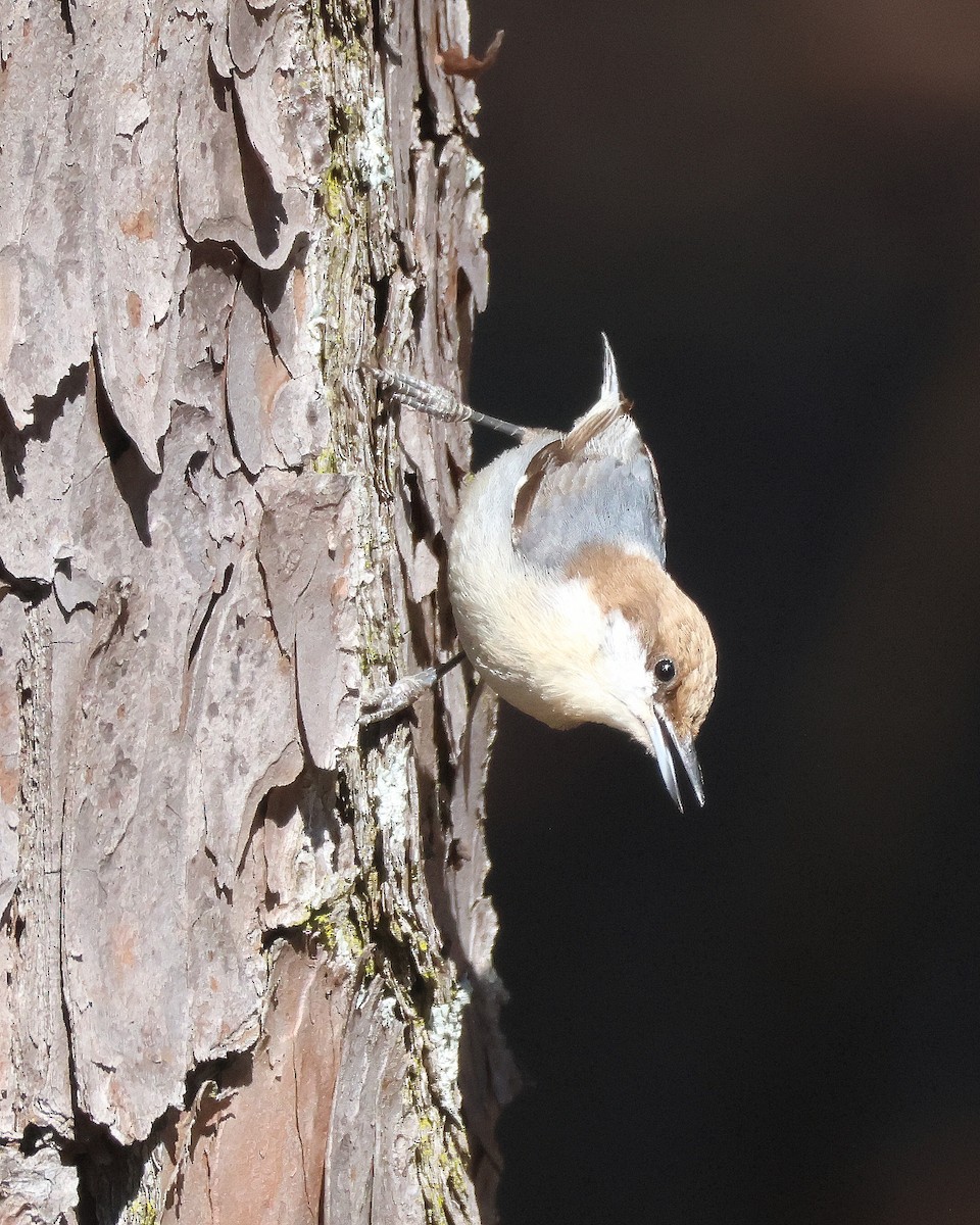 Brown-headed Nuthatch - ML615141486