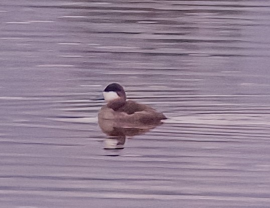 Ruddy Duck - ML615141493