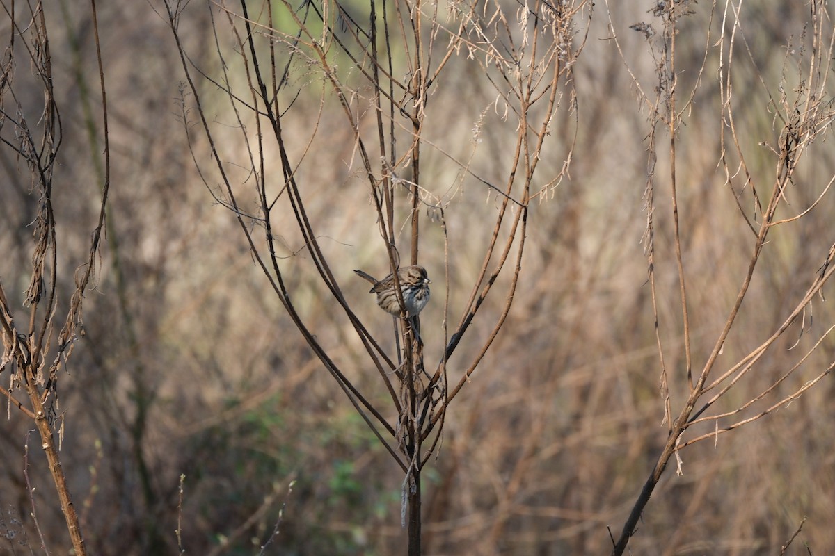 Song Sparrow - ML615141499