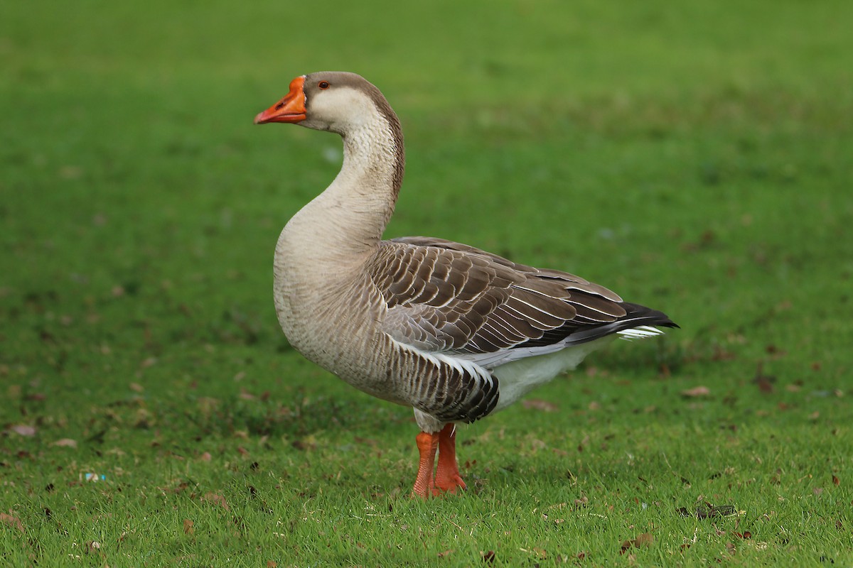 Graylag x Swan Goose (hybrid) - ML615141522