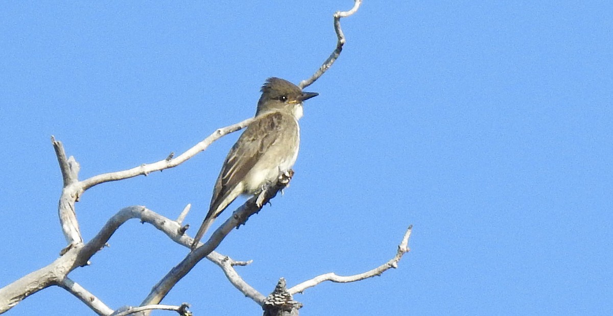 Olive-sided Flycatcher - ML615141536