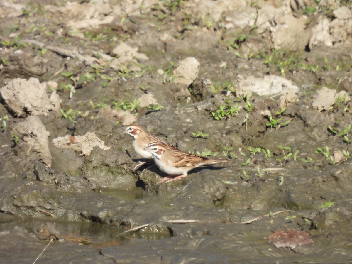 Chingolo Arlequín - ML615141610