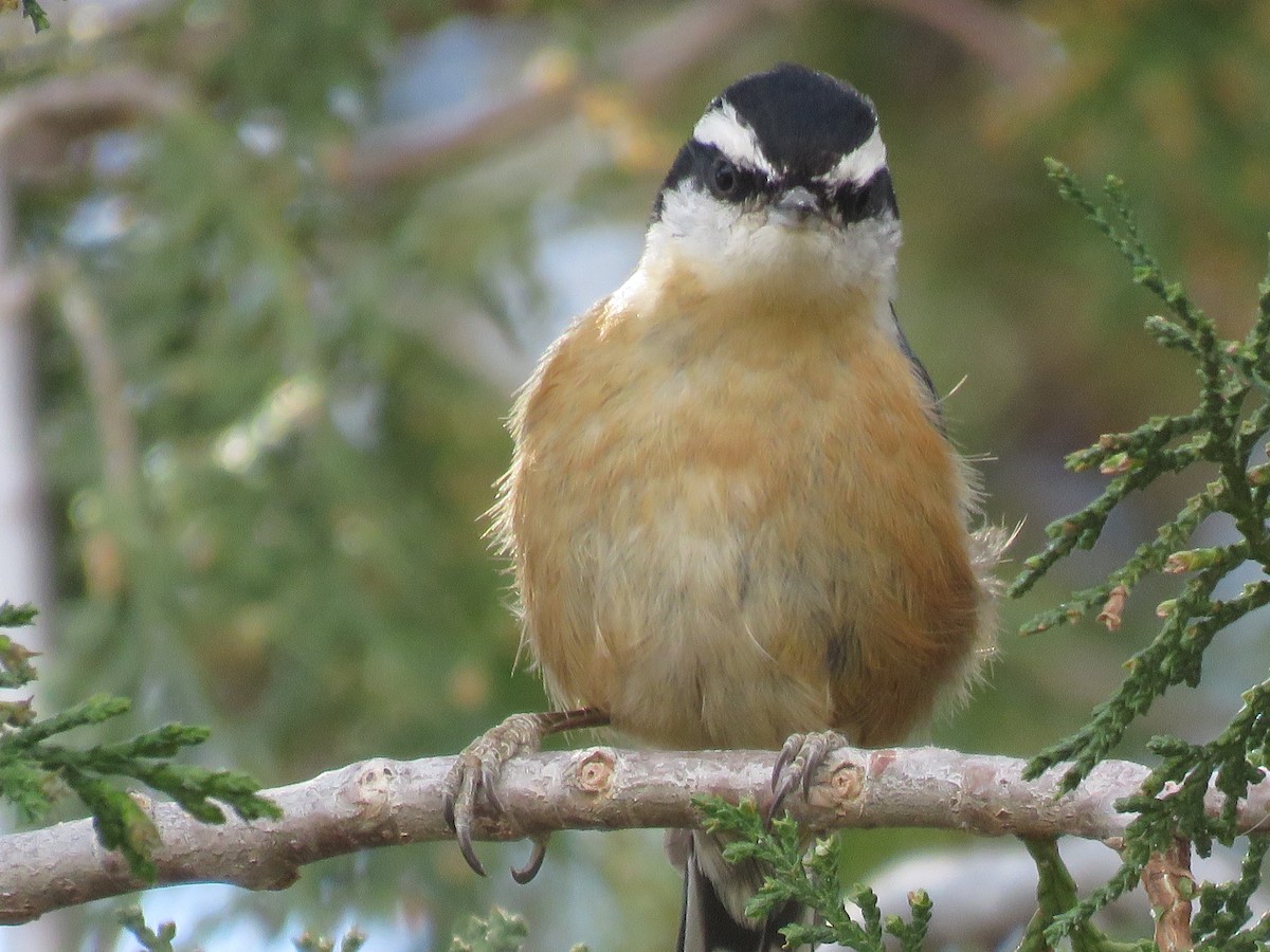 Red-breasted Nuthatch - Jim Crites