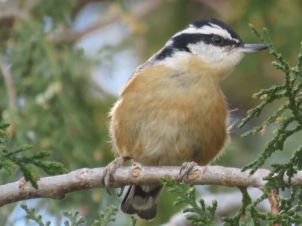 Red-breasted Nuthatch - ML615141613