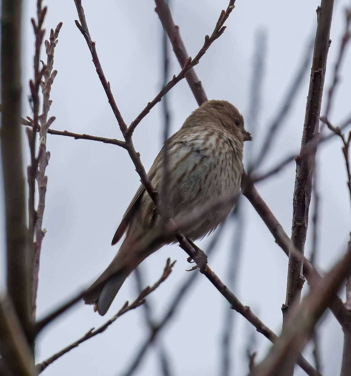 Pine Siskin - ML615141628