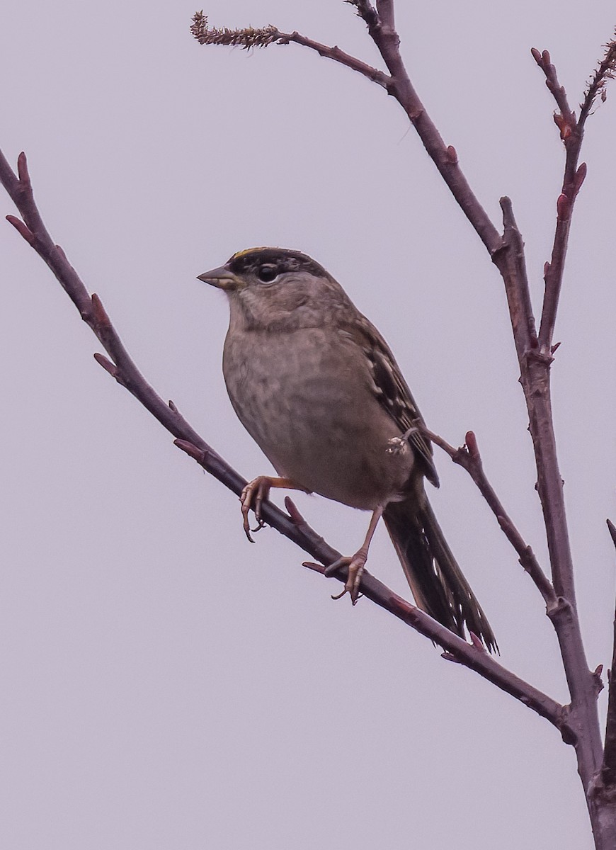 Golden-crowned Sparrow - ML615141639