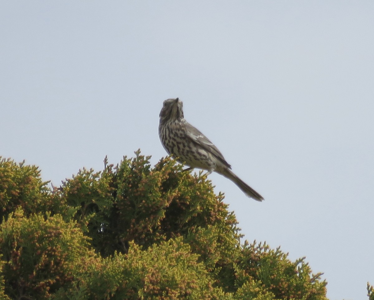 Sage Thrasher - ML615141660