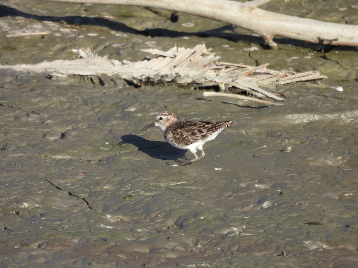 Least Sandpiper - ML615141661