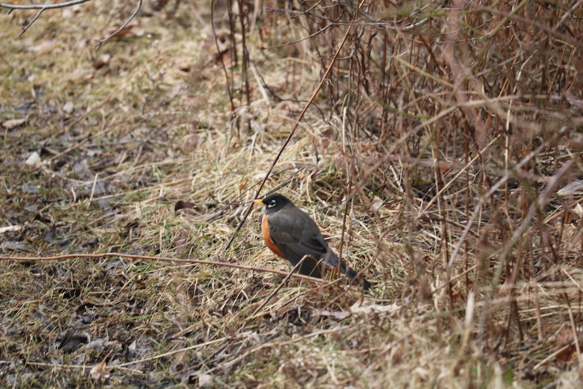 American Robin - ML615141682