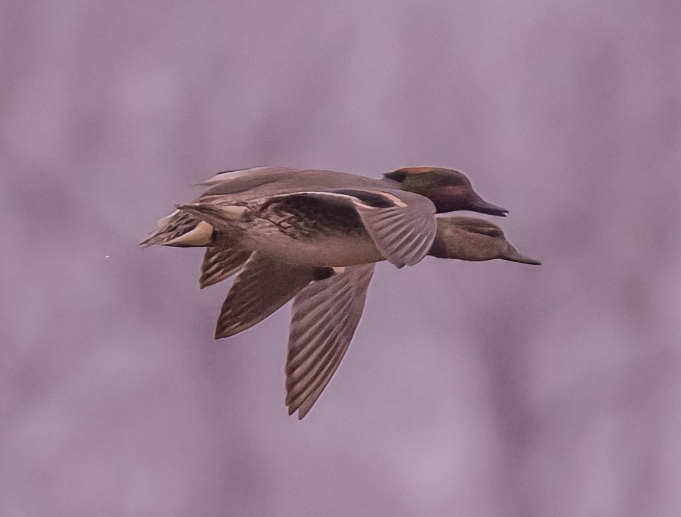 Green-winged Teal - ML615141696