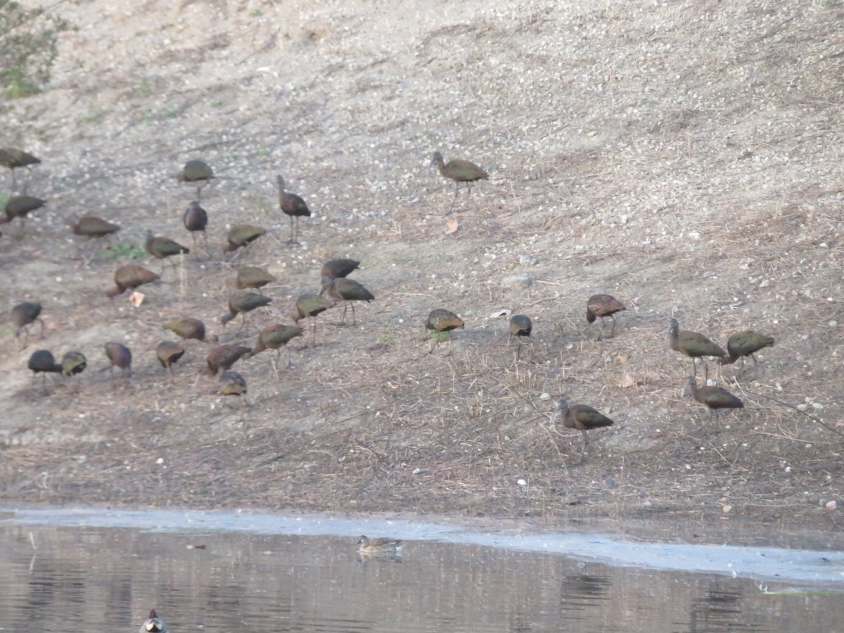 Green-winged Teal (American) - ML615141761