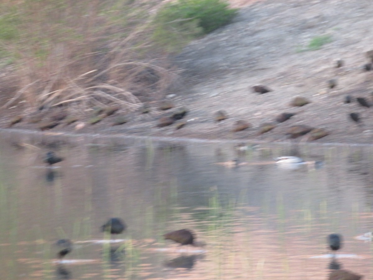 Green-winged Teal (American) - Aaron Jones