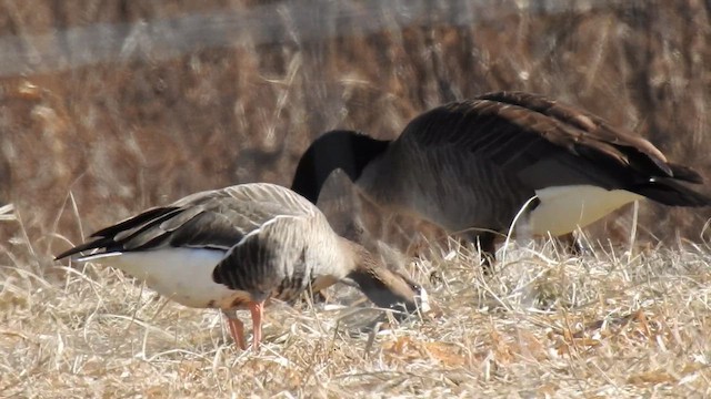 Greater White-fronted Goose - ML615141774