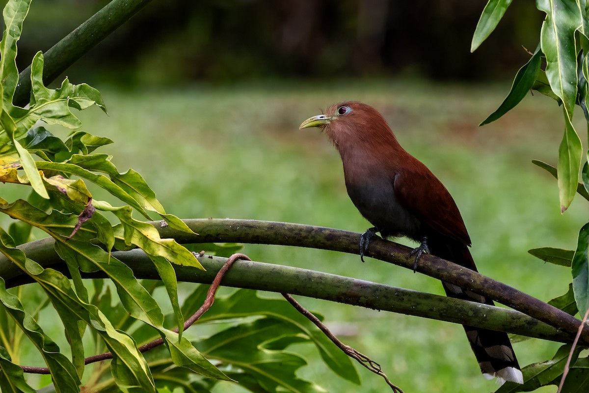 Squirrel Cuckoo - ML615141812