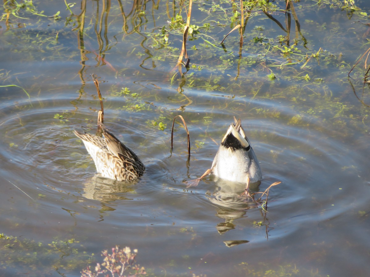 小水鴨(carolinensis) - ML615141823