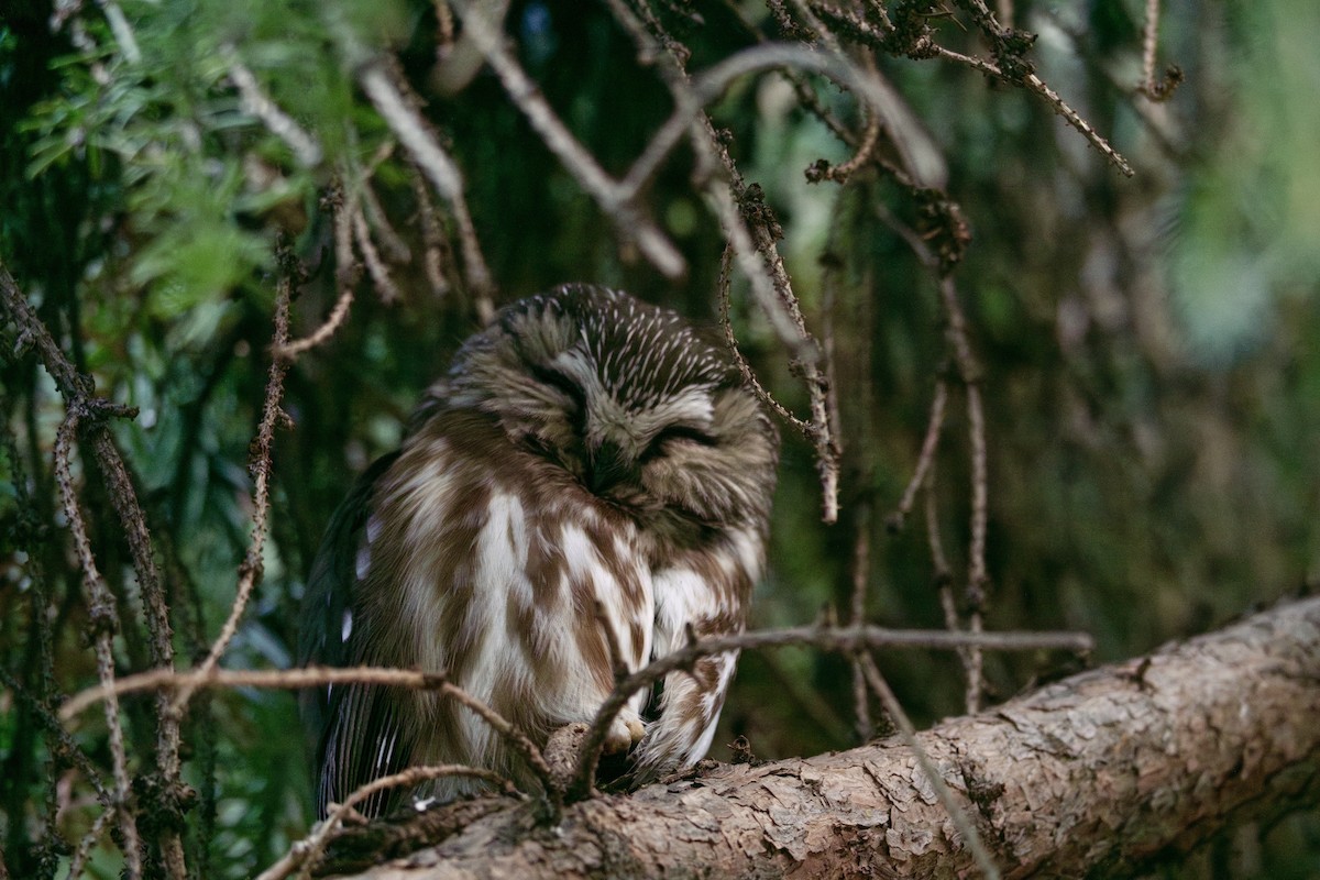 Northern Saw-whet Owl - Sophia Krupsha