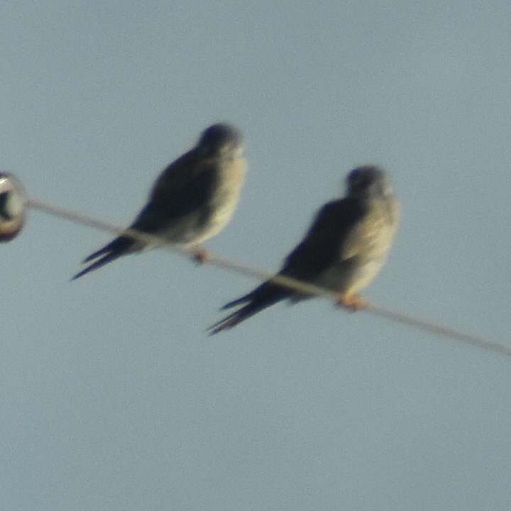 American Kestrel - ML615141828