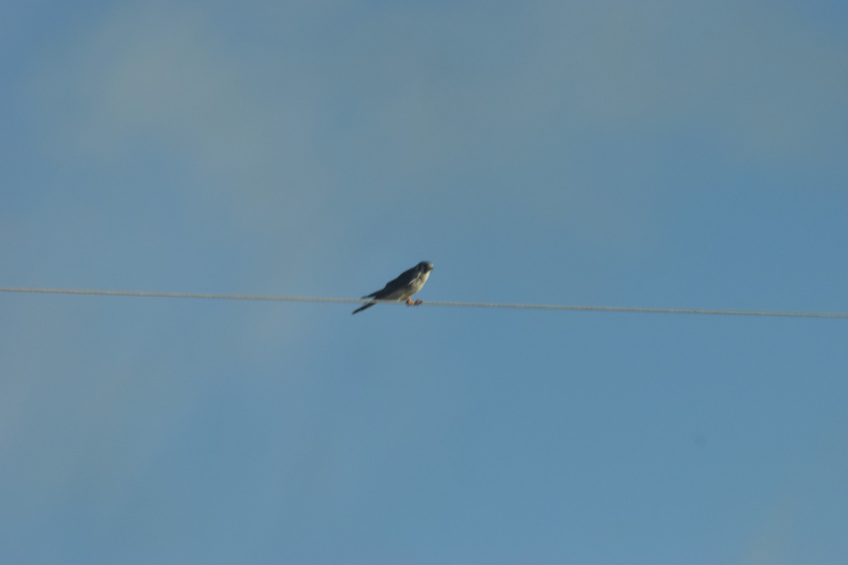 American Kestrel - ML615141830