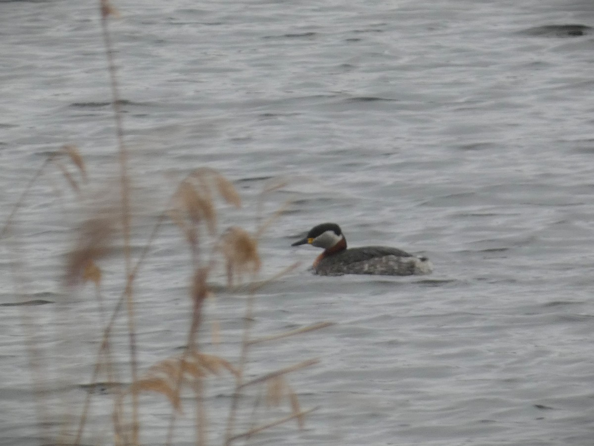 Red-necked Grebe - ML615141854