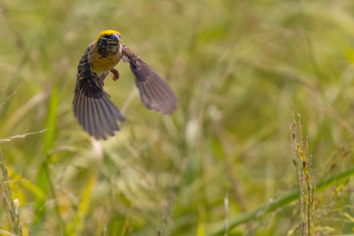 Baya Weaver - ML615141856