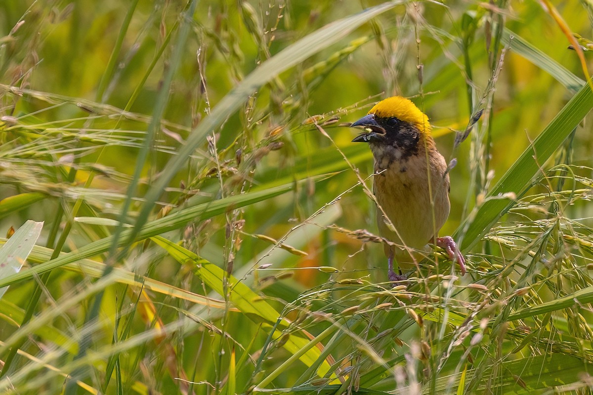 Baya Weaver - ML615141858