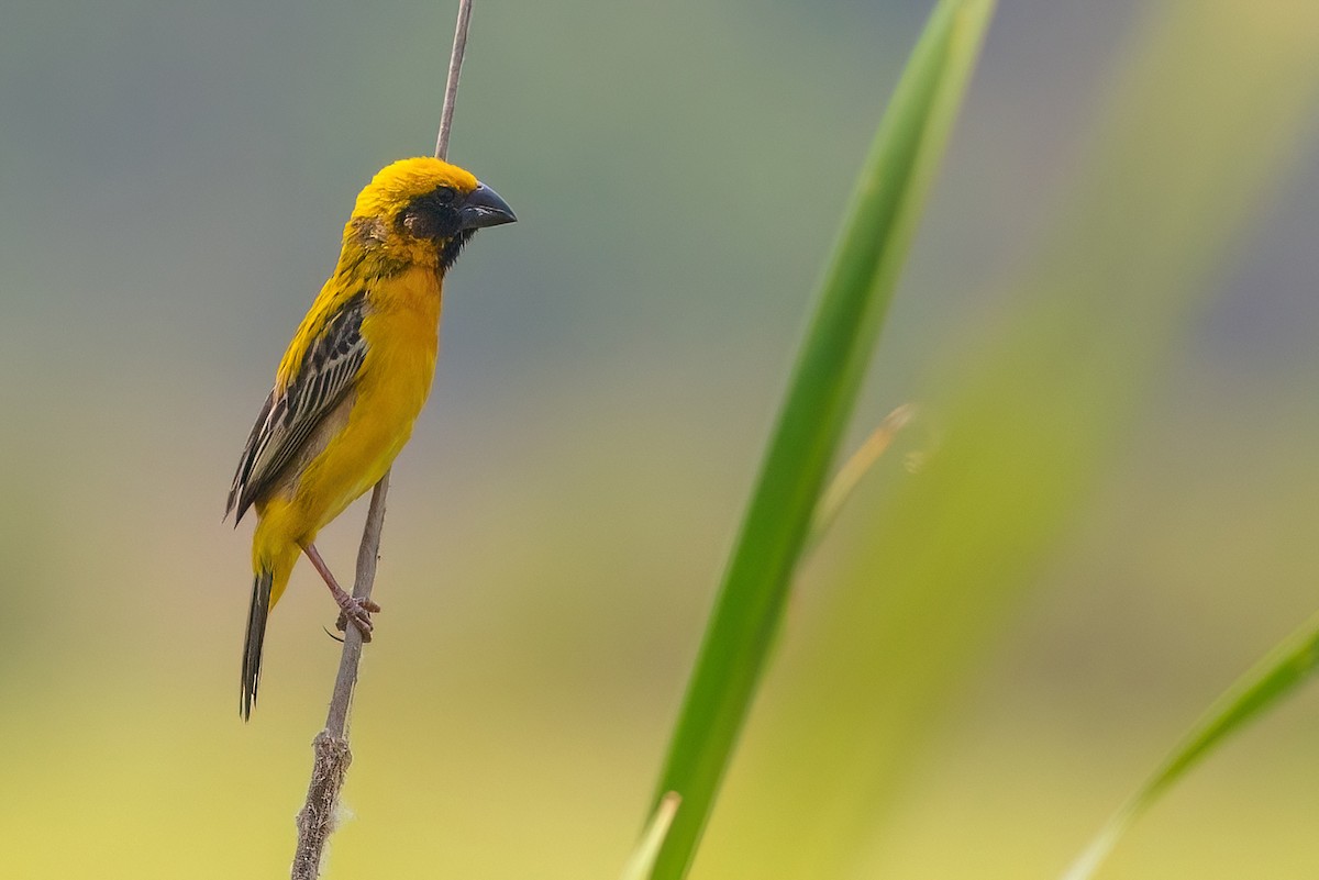 Asian Golden Weaver - ML615141874