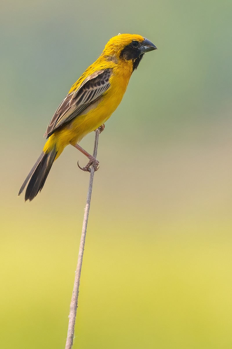 Asian Golden Weaver - ML615141876