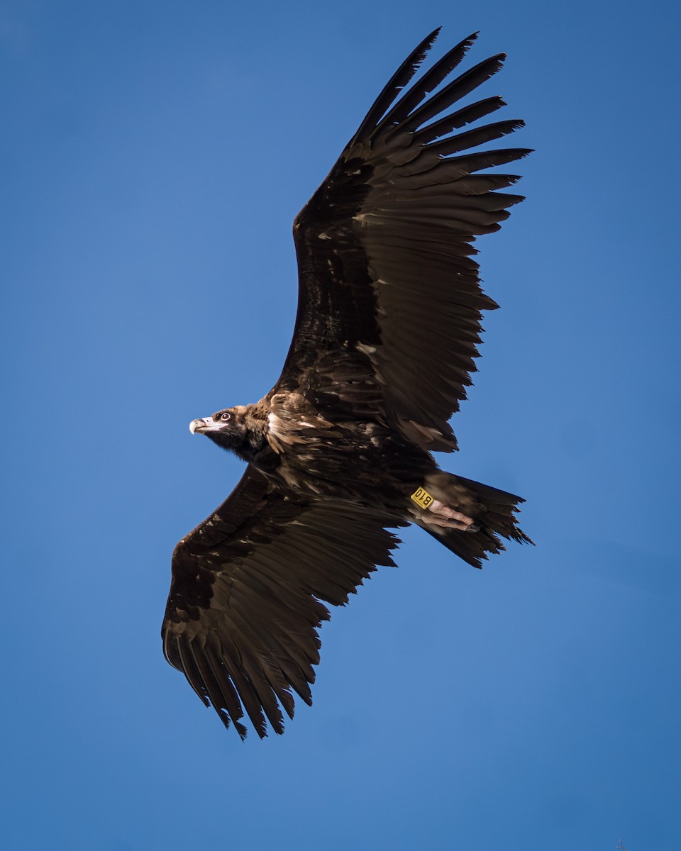 Cinereous Vulture - ML615141882