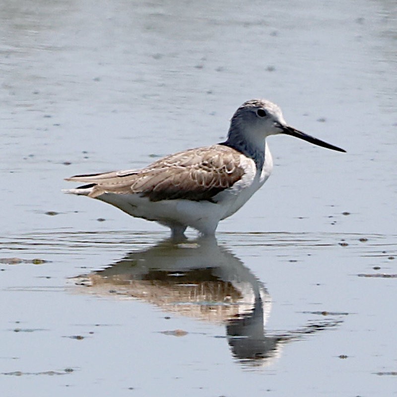 Common Greenshank - ML615141886