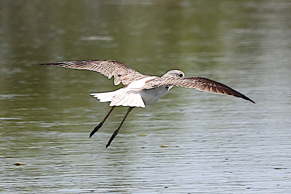 Common Greenshank - ML615141887