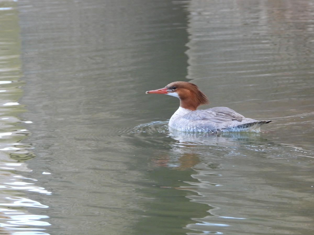 Common Merganser - Susan Benedict