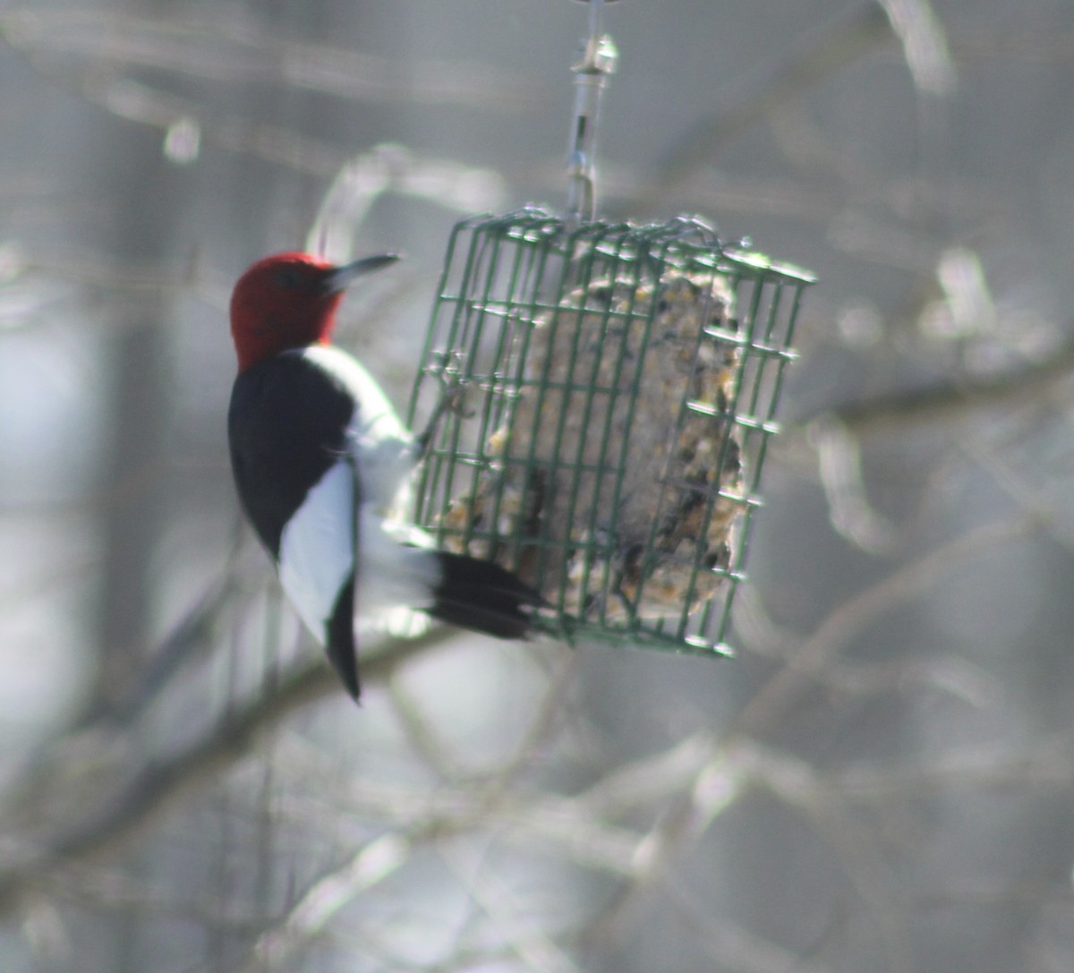 Pic à tête rouge - ML615141911