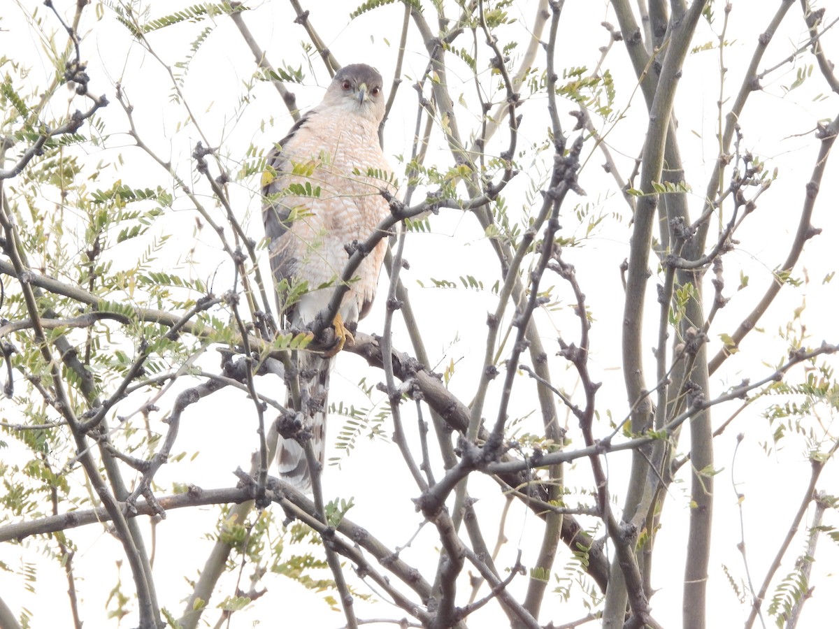 Cooper's Hawk - Susan Benedict