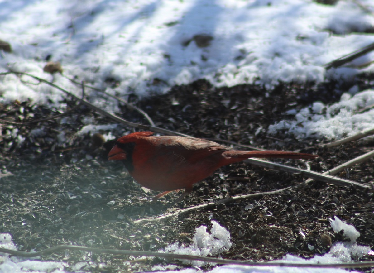 Cardinal rouge - ML615141922