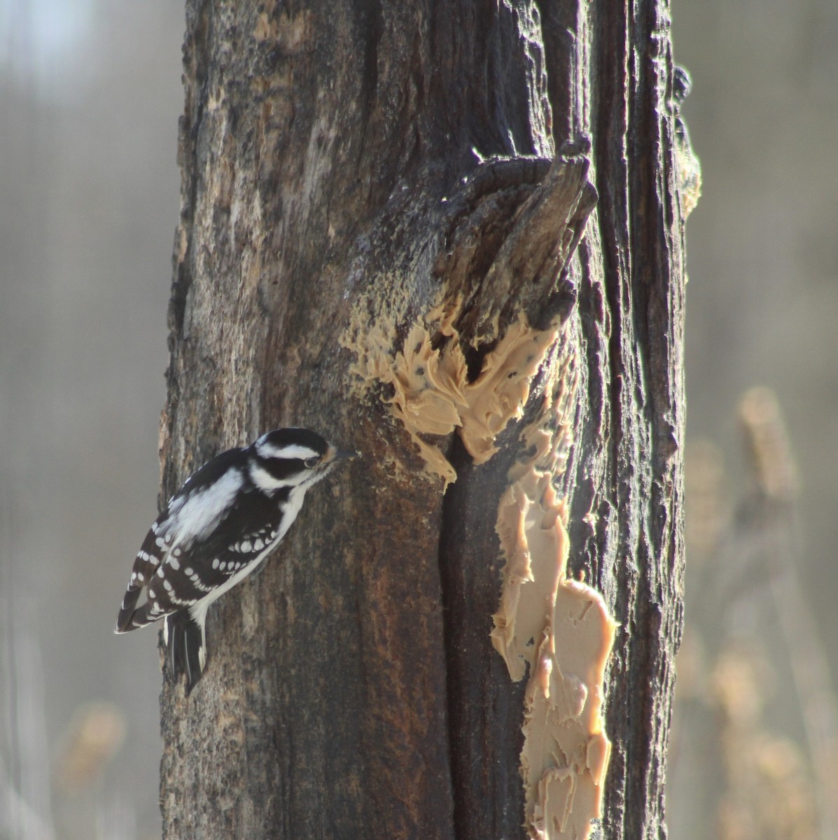 Downy Woodpecker - kim nordquest