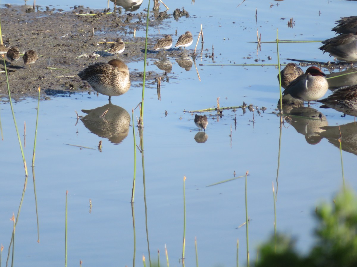 Green-winged Teal (American) - ML615141946