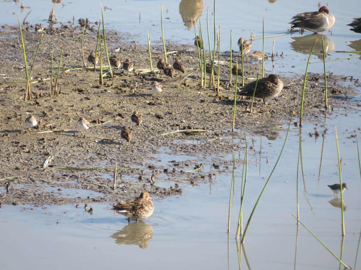 小水鴨(carolinensis) - ML615141947