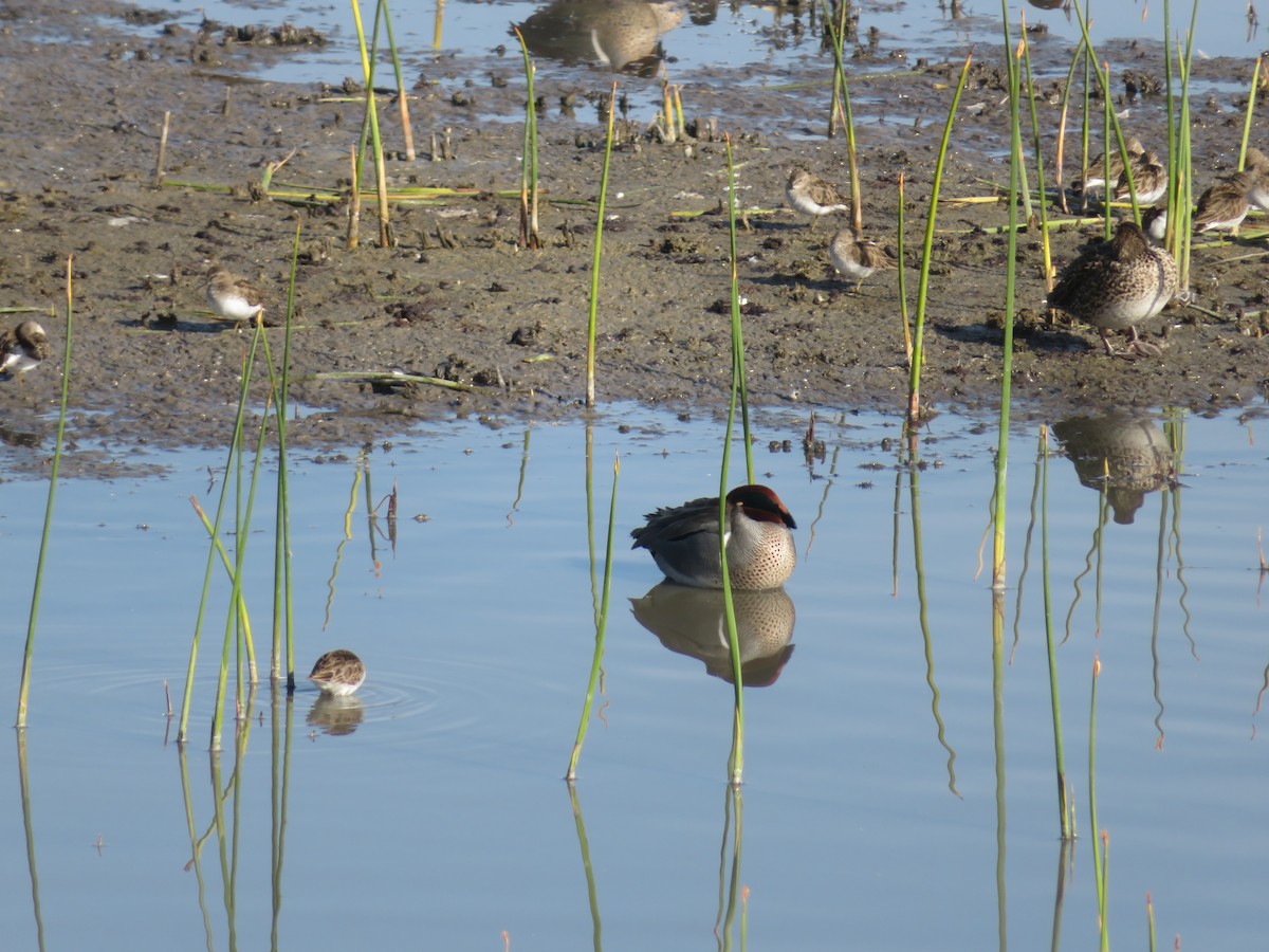 小水鴨(carolinensis) - ML615141948