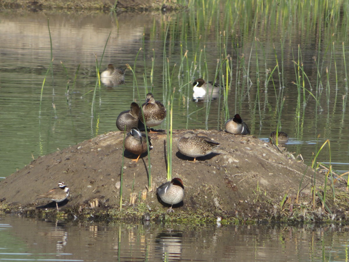 Green-winged Teal (American) - ML615141949